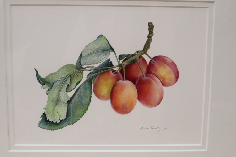 Marian Tumelty VPRMS (Contemporary), Still life of plums on a branch, signed and dated 92, and another watercolour